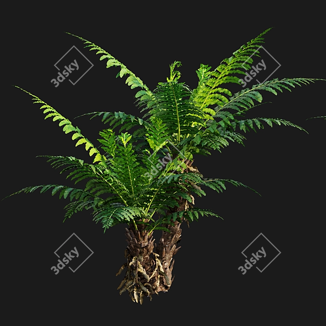 Silver Fern: Elegant Indoor Plant 3D model image 3