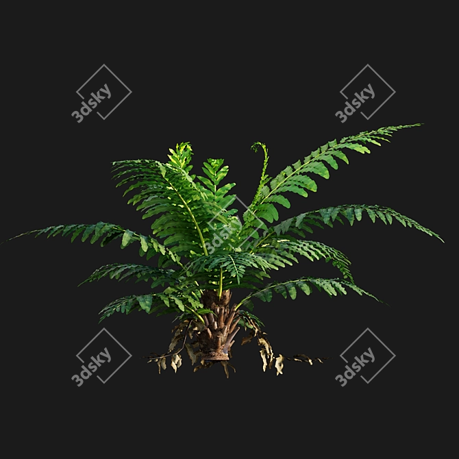 Silver Fern: Elegant Indoor Plant 3D model image 5