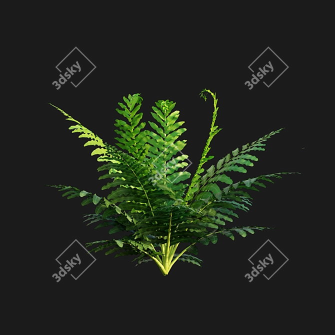 Silver Fern: Elegant Indoor Plant 3D model image 6