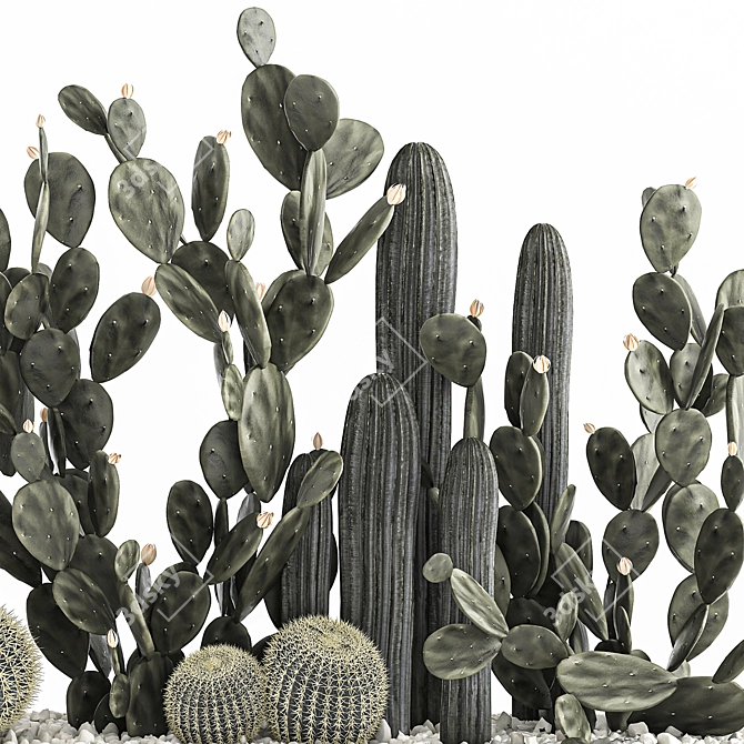 Exotic Cactus Collection 3D model image 3