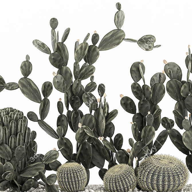 Exotic Cactus Collection 3D model image 4