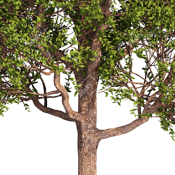 Exterior Tree Design: V-Ray Compatible 3D model image 1