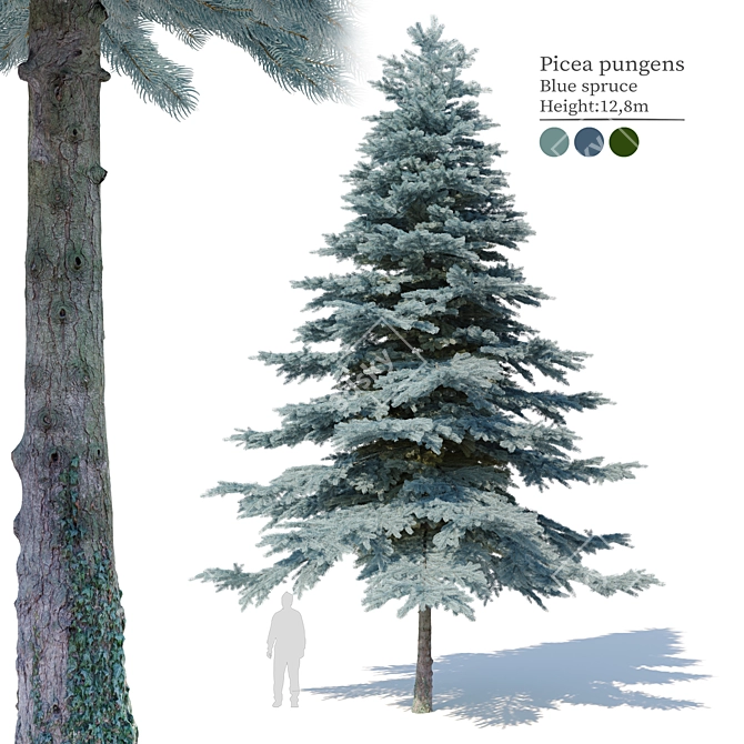 Blue Spruce (Picea pungens) - 3 Colors, Realistic 3D Model 3D model image 1