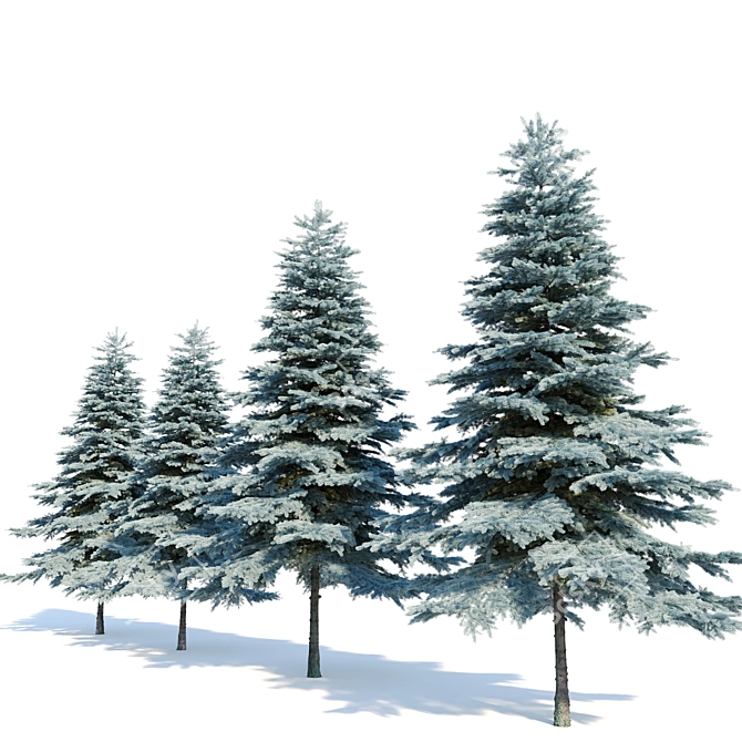 Blue Spruce (Picea pungens) - 3 Colors, Realistic 3D Model 3D model image 2