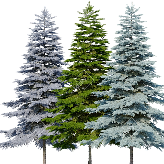 Blue Spruce (Picea pungens) - 3 Colors, Realistic 3D Model 3D model image 3