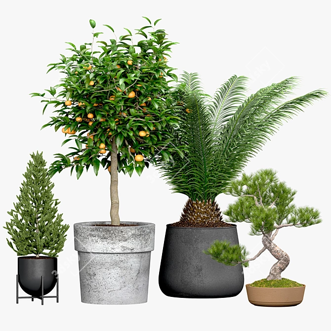 Evergreen Tree Set: Spruce, Mandarin, Bonsai, Cycad 3D model image 1