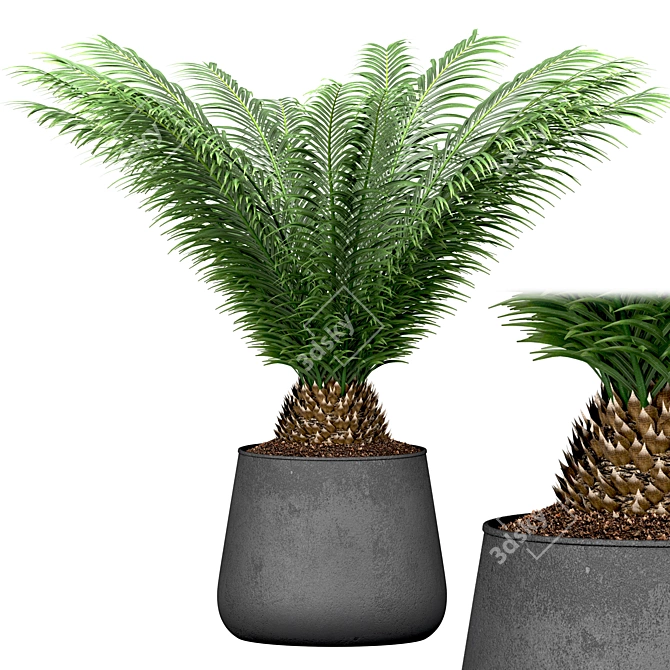 Evergreen Tree Set: Spruce, Mandarin, Bonsai, Cycad 3D model image 2