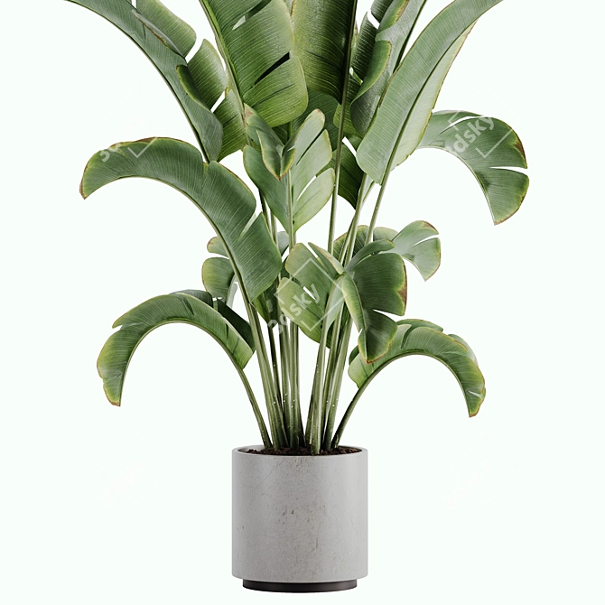 15-Piece Indoor Plant Set: V-Ray/Corona, 46,209 Polys, 2015 Version 3D model image 2