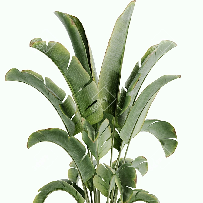 15-Piece Indoor Plant Set: V-Ray/Corona, 46,209 Polys, 2015 Version 3D model image 3