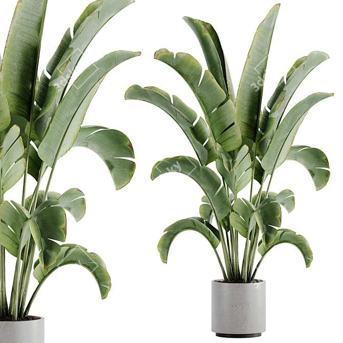 15-Piece Indoor Plant Set: V-Ray/Corona, 46,209 Polys, 2015 Version 3D model image 6