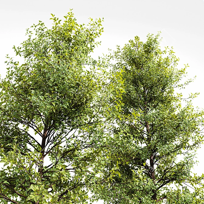 Real Tree Models for 3dsMax and OBJ 3D model image 5