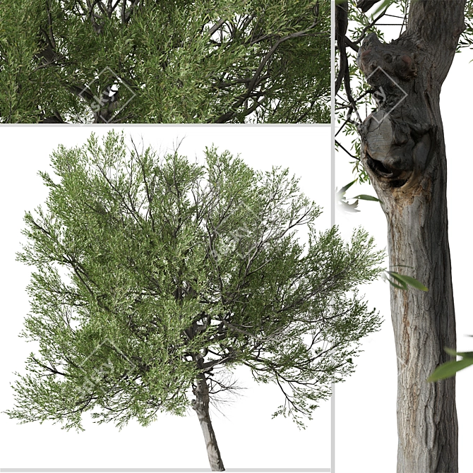 Boomerang Wattle: Set of 2 Acacia Trees 3D model image 2