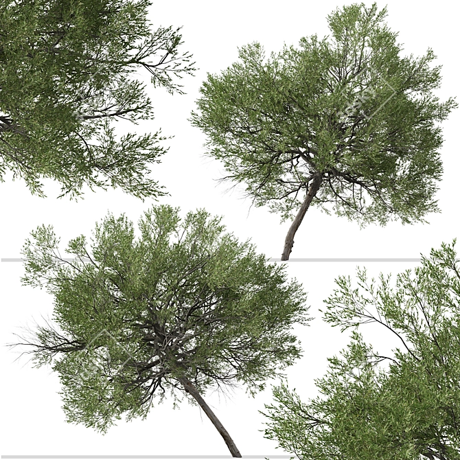 Boomerang Wattle: Set of 2 Acacia Trees 3D model image 3