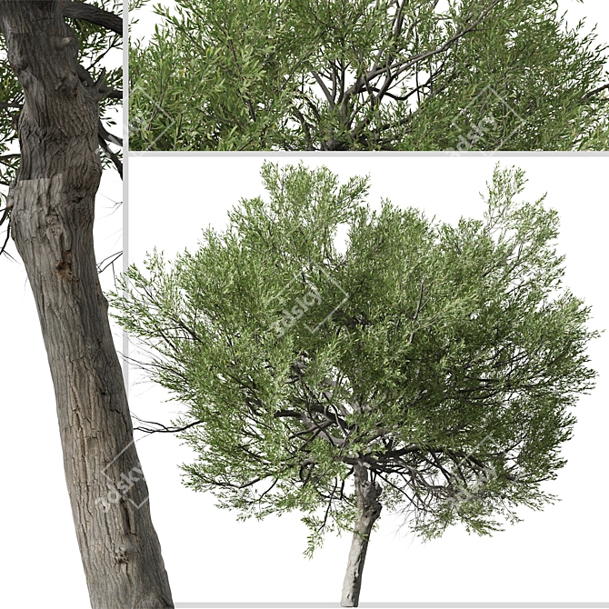 Boomerang Wattle: Set of 2 Acacia Trees 3D model image 6