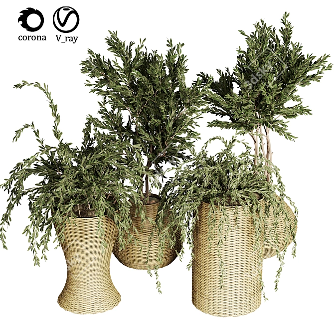 Indoor Plant Collection - 29 Varieties 3D model image 1