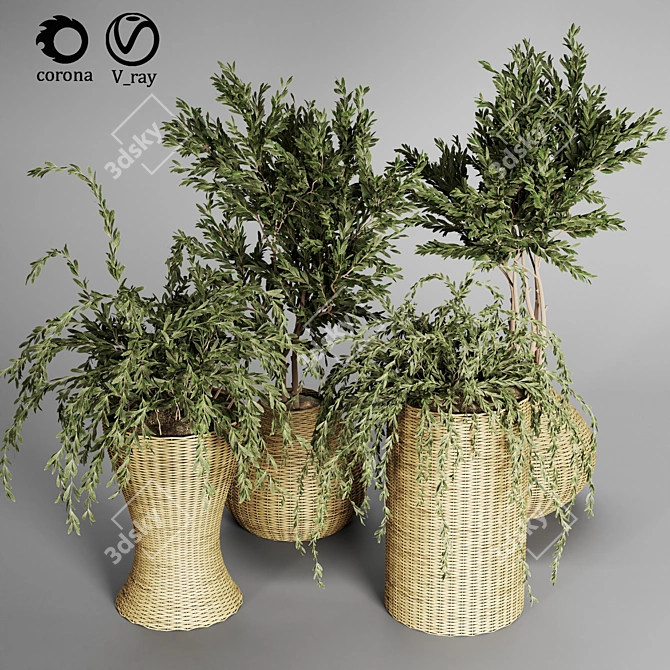 Indoor Plant Collection - 29 Varieties 3D model image 2