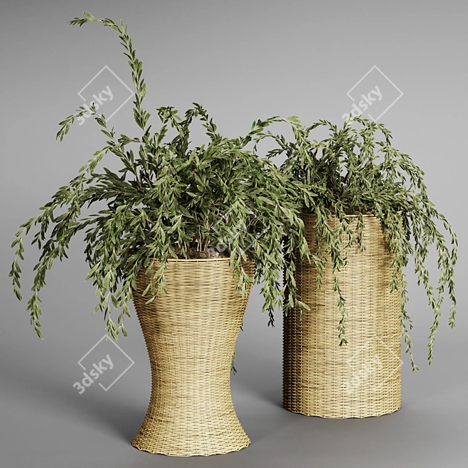 Indoor Plant Collection - 29 Varieties 3D model image 3