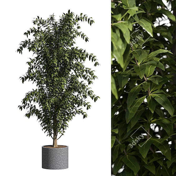 Contemporary Ficus Benjamina Tree 3D model image 1