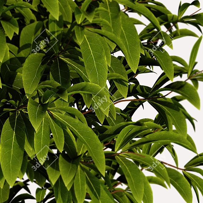 Lush Greenery - Premium Plant Collection 3D model image 6