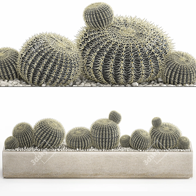 Tropical Exotic Cacti Collection 3D model image 1