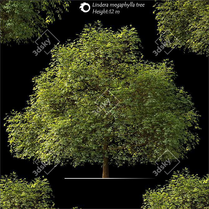 Lindera Megaphylla: 12m Landscape Tree 3D model image 1