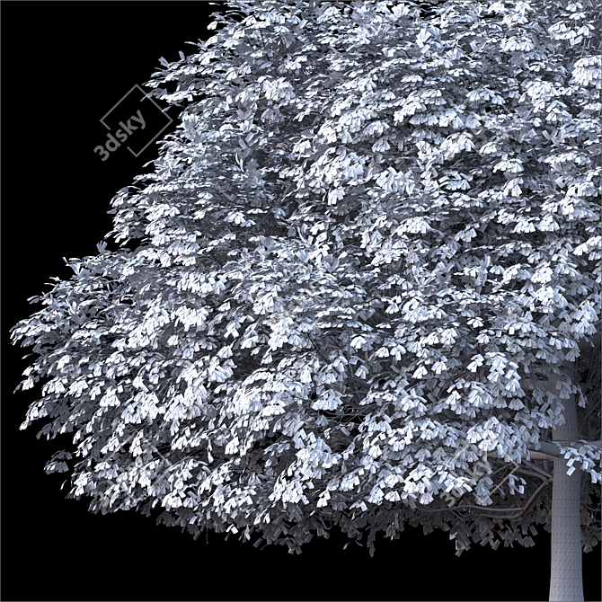 Lindera Megaphylla: 12m Landscape Tree 3D model image 3