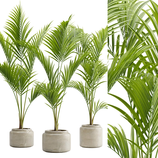 Tropical Majesty Palm Plant 3D model image 2