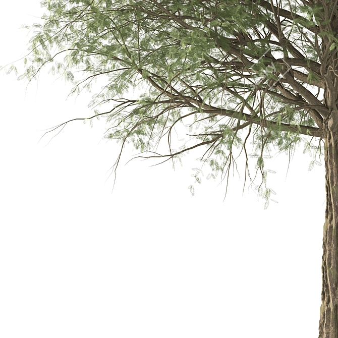 Elegant Acacia Tree (Vray & Corona) 3D model image 3