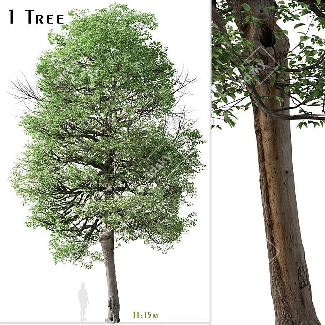  Italian Alder Tree: Beautiful & Hardy 3D model image 1