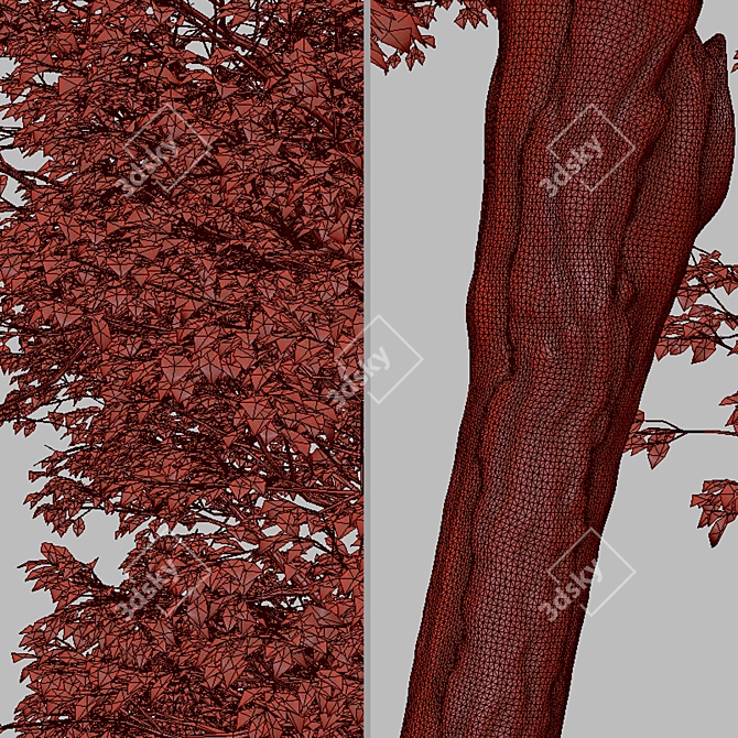  Italian Alder Tree: Beautiful & Hardy 3D model image 7