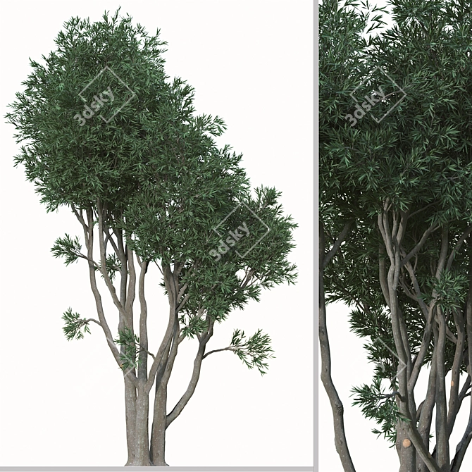 Paperbark Melaleuca Tree Set (2 Trees) 3D model image 2