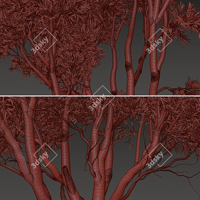 Paperbark Melaleuca Tree Set (2 Trees) 3D model image 5