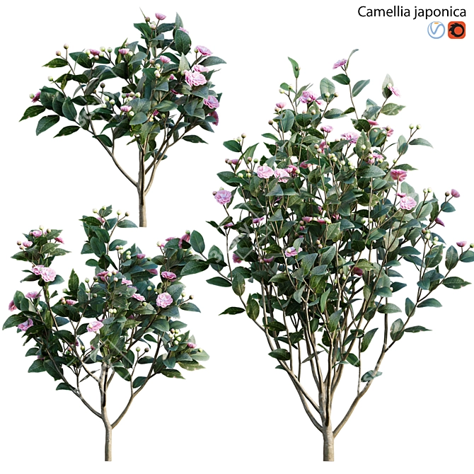 Elegant Japanese Camellia Tree 3D model image 1