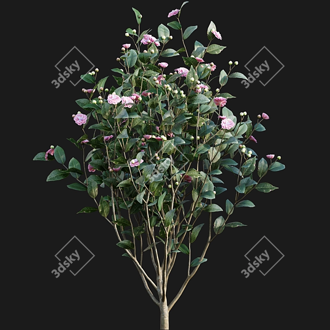 Elegant Japanese Camellia Tree 3D model image 5