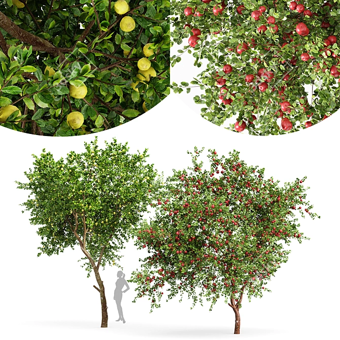 Fruit Tree 3D Models - Lemon and Apple 3D model image 1