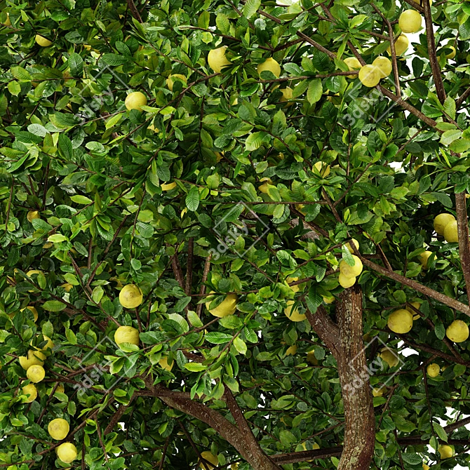 Fruit Tree 3D Models - Lemon and Apple 3D model image 2