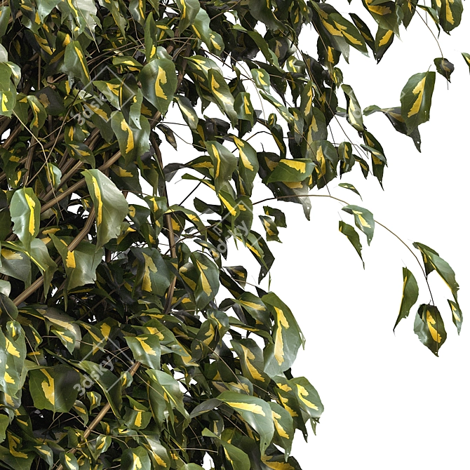 Luxury Fig Tree Vine: Artificial Greenery for a Natural Décor 3D model image 2