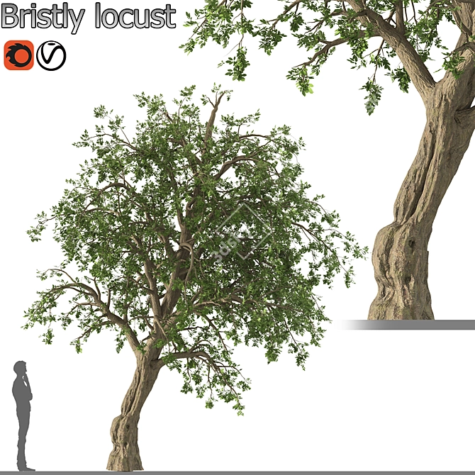 Bristly Locust Tree: Erosion Control 3D model image 1