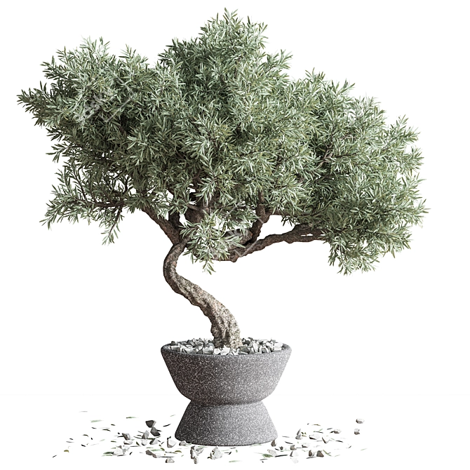 Mini Bonsai Tree - 3D Plant Model 3D model image 1