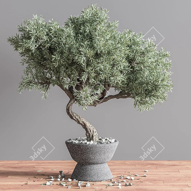 Mini Bonsai Tree - 3D Plant Model 3D model image 2