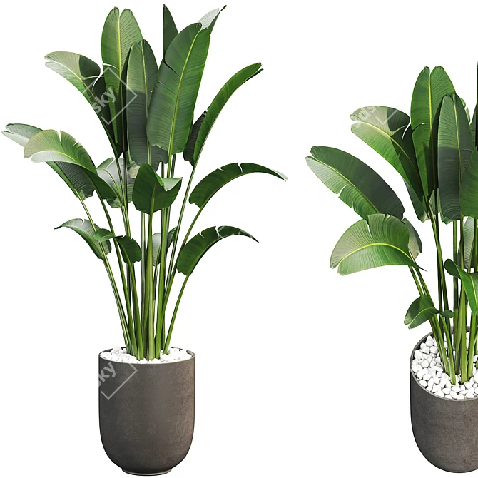 Premium Plant Collection 3D model image 1