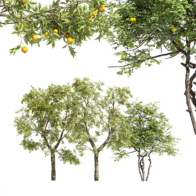 Multi-Tree Fruit Collection - Apple & Peach 3D model image 5