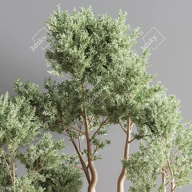 Botanical Bliss Indoor Plant Set 3D model image 6