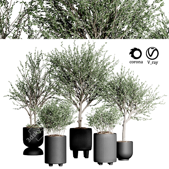 Indoor Plant Collection 34 3D model image 1