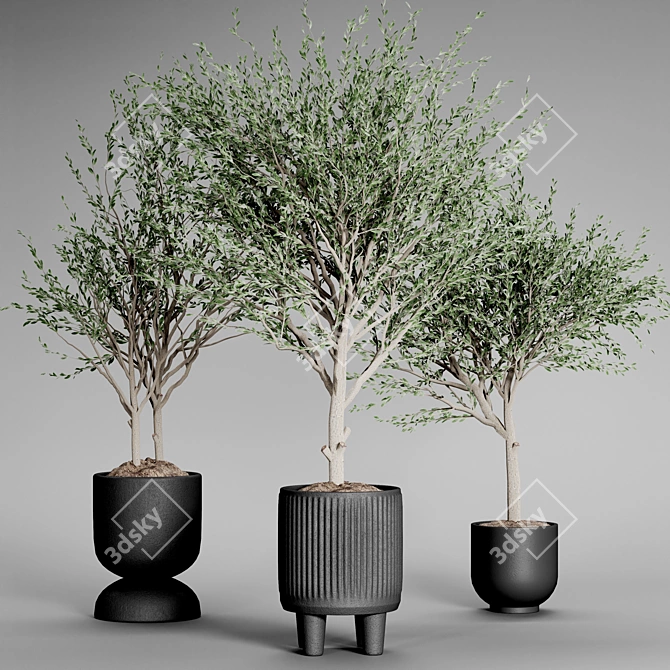 Indoor Plant Collection 34 3D model image 4