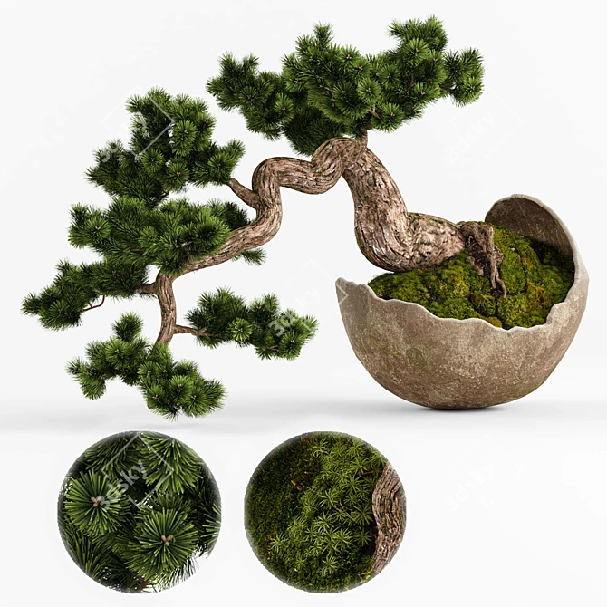 Artisanal Bonsai Pinus Sylvestris 3D model image 1