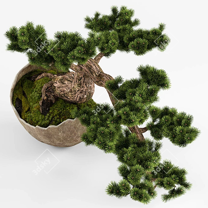 Artisanal Bonsai Pinus Sylvestris 3D model image 3