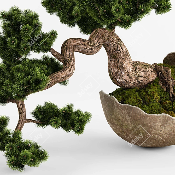 Artisanal Bonsai Pinus Sylvestris 3D model image 5