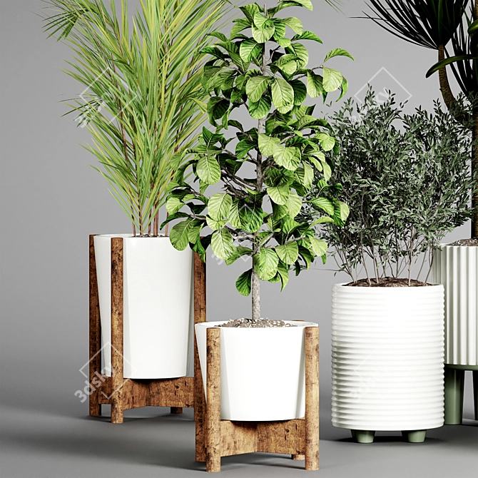 Indoor Plant Collection 3D model image 4