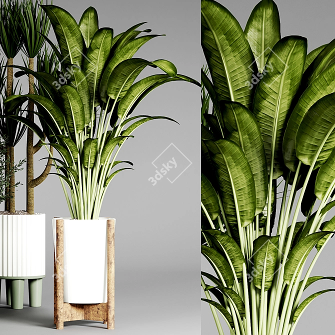 Indoor Plant Collection 3D model image 5